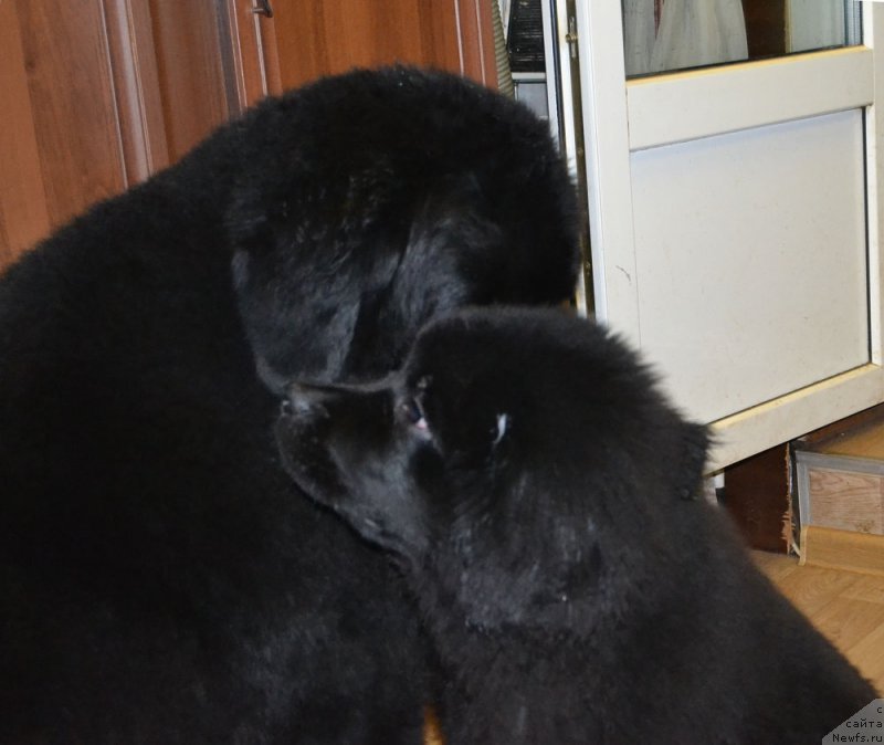 Фотография № 212483