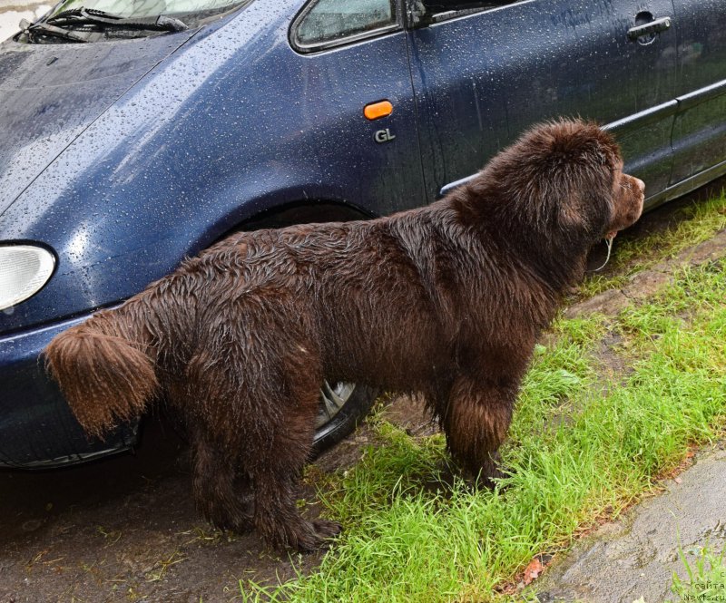 Фото: ньюфаундленд Фанньюф Желанная Мадмуазель Шанте Блюз