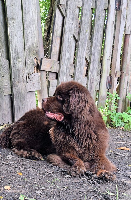 Фото: ньюфаундленд Фанньюф Желанная Мадмуазель Шанте Блюз