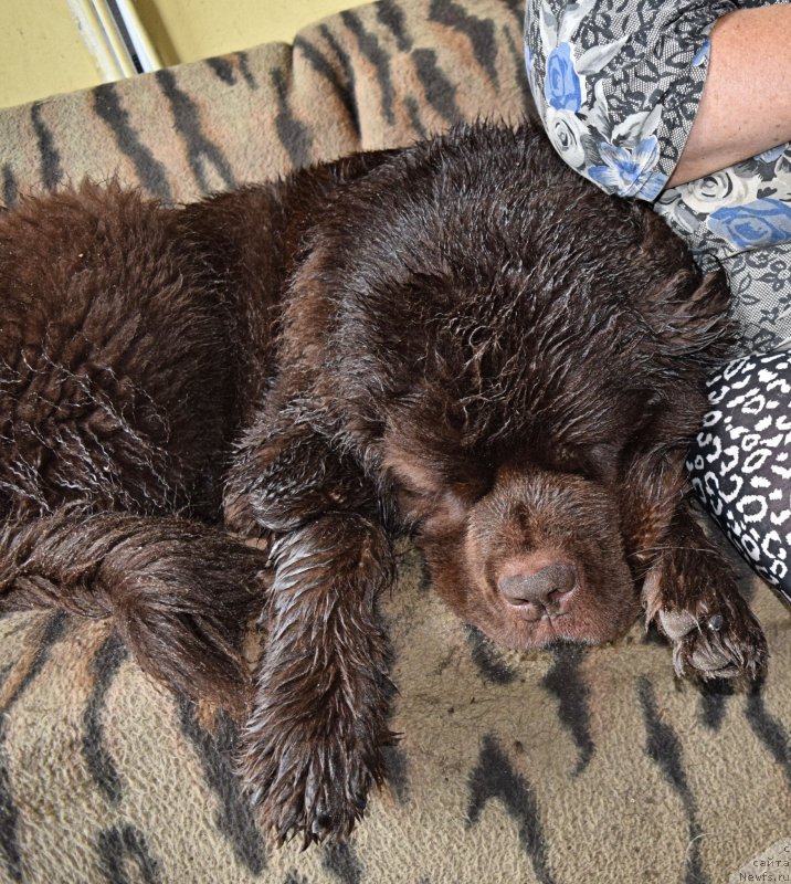 Фото: ньюфаундленд Фанньюф Желанная Мадмуазель Шанте Блюз