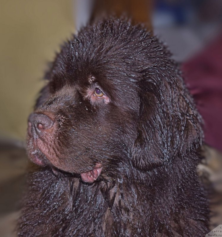 Фото: ньюфаундленд Фанньюф Желанная Мадмуазель Шанте Блюз