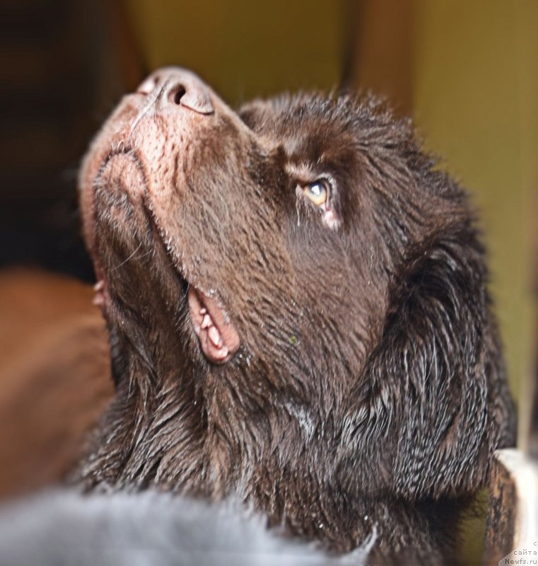 Фото: ньюфаундленд Фанньюф Желанная Мадмуазель Шанте Блюз