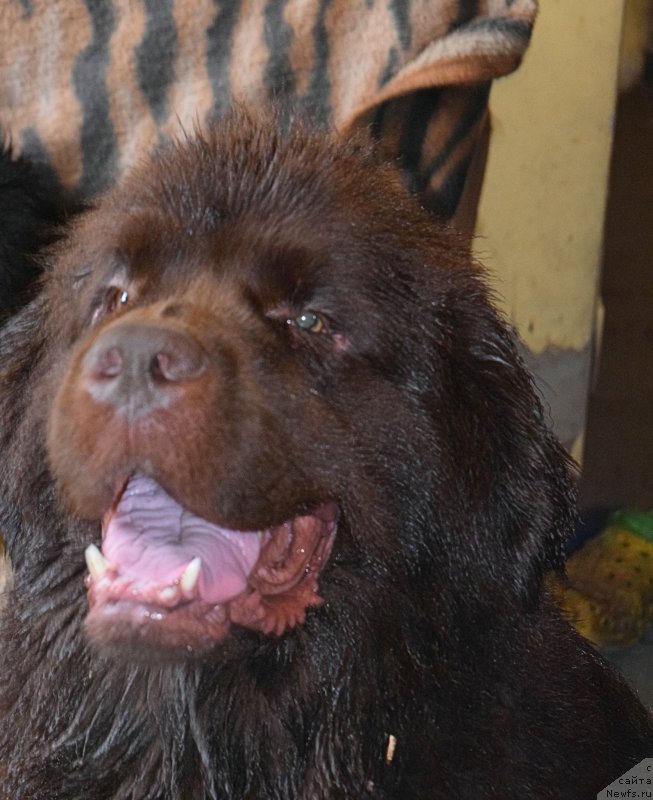 Фото: ньюфаундленд Фанньюф Желанная Мадмуазель Шанте Блюз