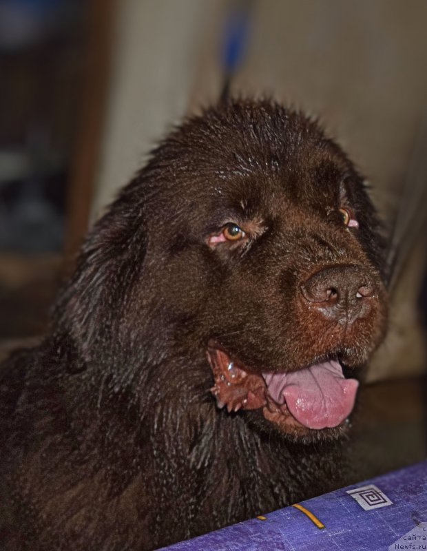 Фото: ньюфаундленд Фанньюф Желанная Мадмуазель Шанте Блюз