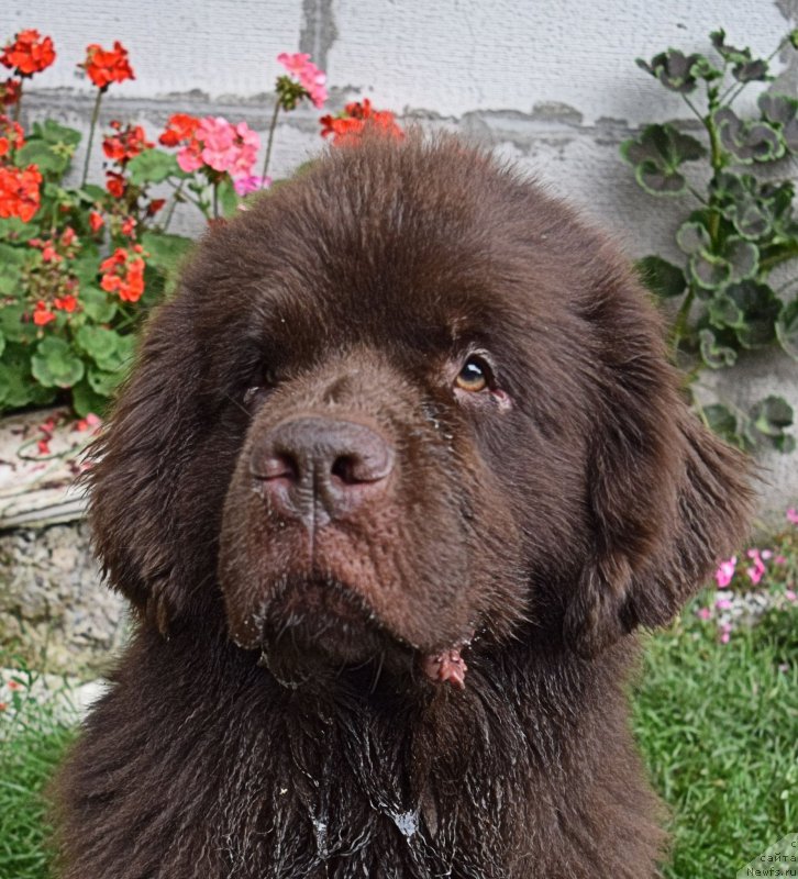 Фото: ньюфаундленд Фанньюф Желанная Мадмуазель Шанте Блюз