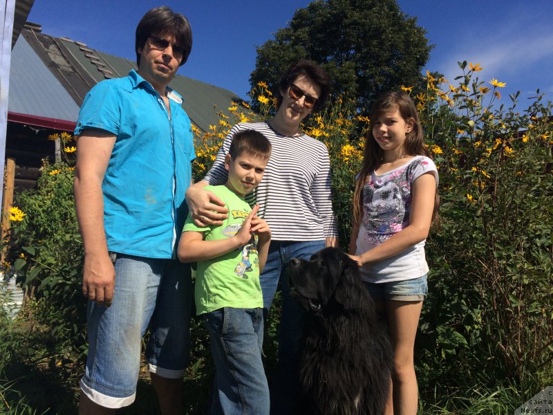 Фото: ньюфаундленд Супер Бизон Норберто