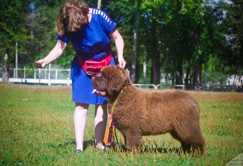 Фото: ньюфаундленд Браунблад МСК Велес Алистер (Brownblood MSK Veles Alister)