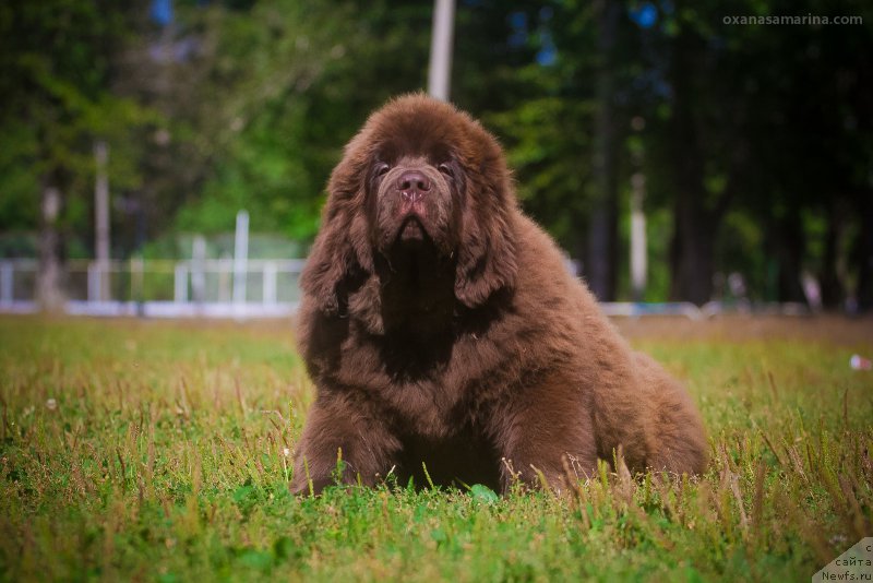 Фото: ньюфаундленд Браунблад МСК Велес Алистер (Brownblood MSK Veles Alister)