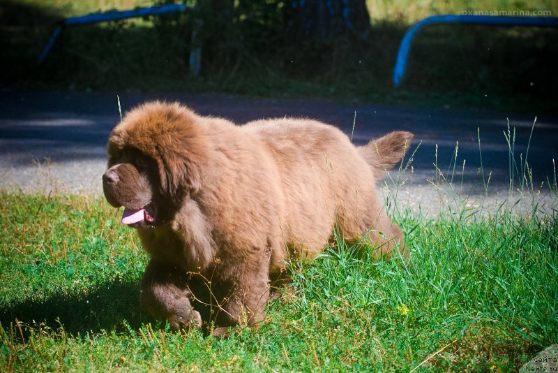 Фото: ньюфаундленд Браунблад МСК Велес Алистер (Brownblood MSK Veles Alister)
