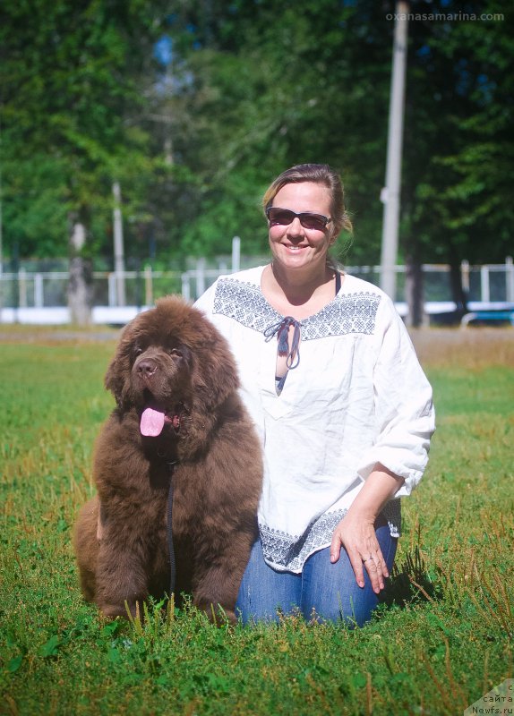 Фото: ньюфаундленд Браунблад МСК Велес Алистер (Brownblood MSK Veles Alister)