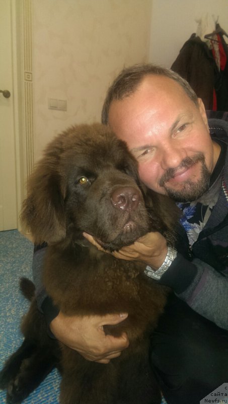 Фото: ньюфаундленд Браунблад МСК Брем Берри