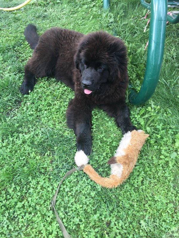 Фото: ньюфаундленд Браунблад МСК Бреда Коллин