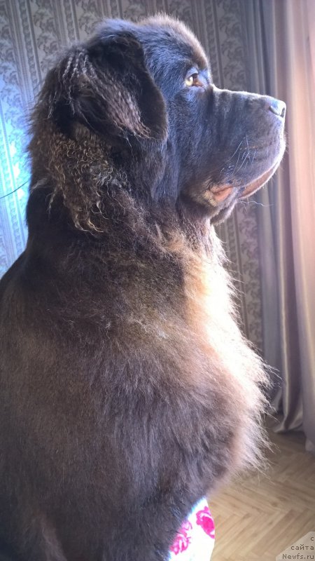 Фотография № 212530