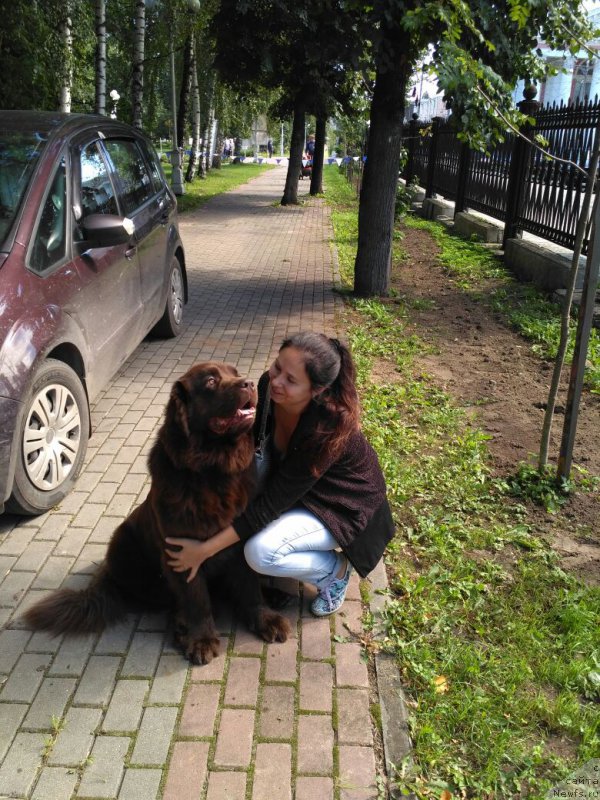 Фото: ньюфаундленд Николь Голд Стар (Nikol Gold Star), Юлия Демидова