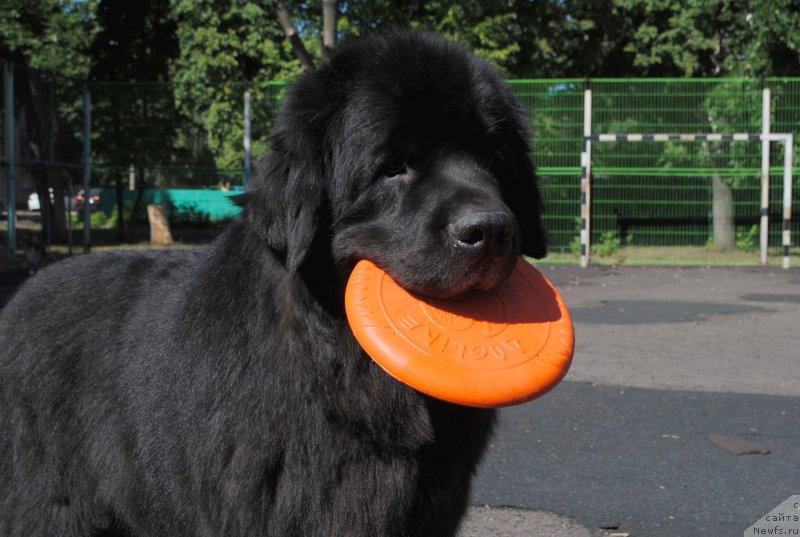 Фото: ньюфаундленд Кипер Соул Лайон Хэерт