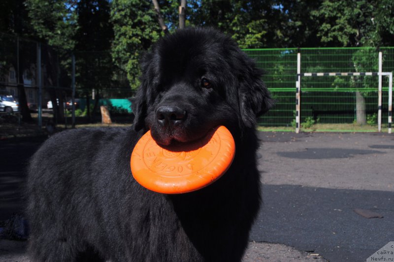 Фото: ньюфаундленд Кипер Соул Лайон Хэерт