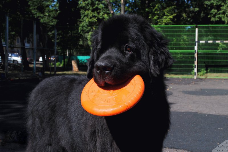 Фотография № 212536