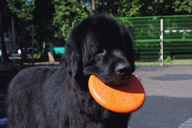 Фото: ньюфаундленд Кипер Соул Лайон Хэерт