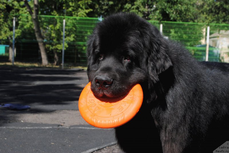 Фото: ньюфаундленд Кипер Соул Лайон Хэерт