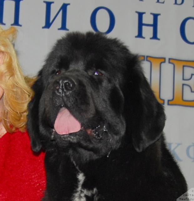 Фото: ньюфаундленд Сент Джонс Жанна Д'Арк (Sent Djons Zanna D'Ark)