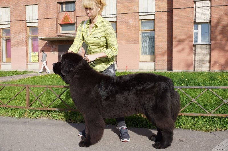 Фото: ньюфаундленд Смигар Блонди Мэрилин (Smigar Blondy Marilyn), Анастасия Эдуардова