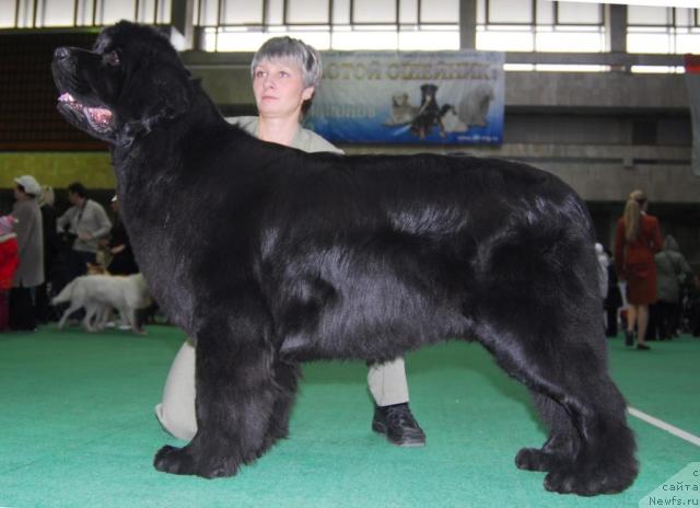 Фото: ньюфаундленд Джентли Бон из Медвежьего Яра