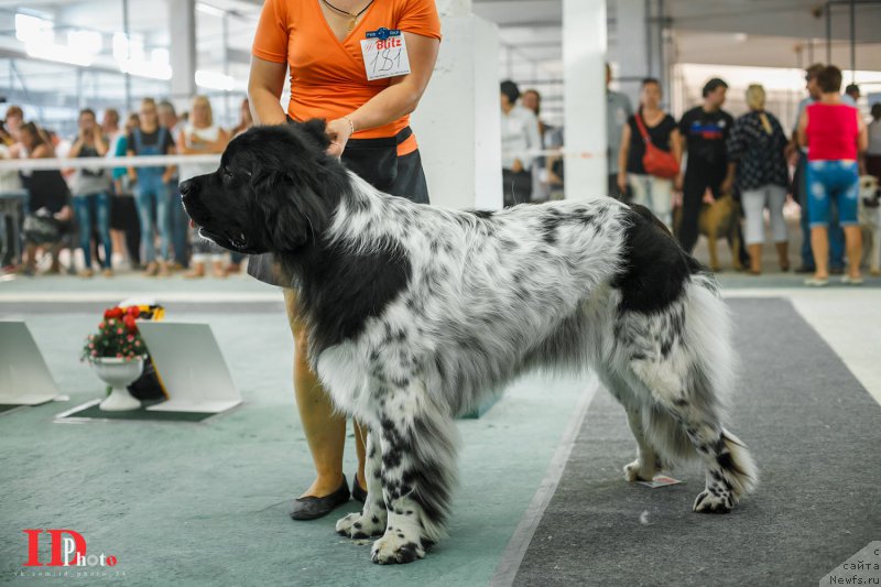 Фото: ньюфаундленд Сказочная Кроха Шампань