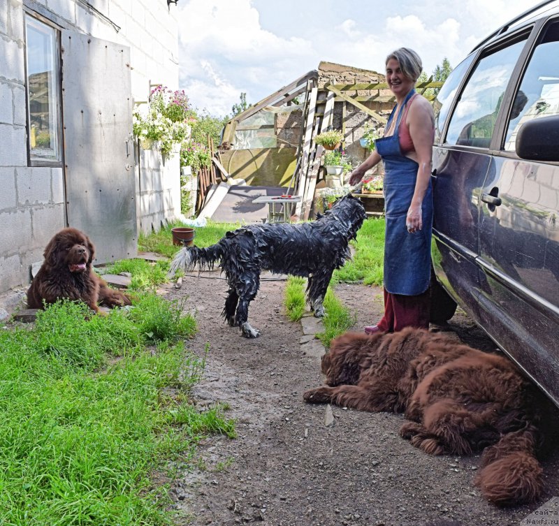 Фото: ньюфаундленд Фанньюф Желанная Мадмуазель Шанте Блюз, ньюфаундленд Акватория Келвин Домино (Aquatoriya Kelvin Domino), [p1115][d7785]