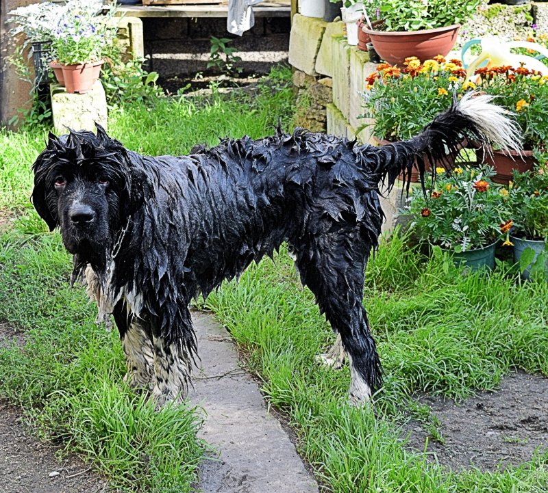 Фото: ньюфаундленд Акватория Келвин Домино (Aquatoriya Kelvin Domino)