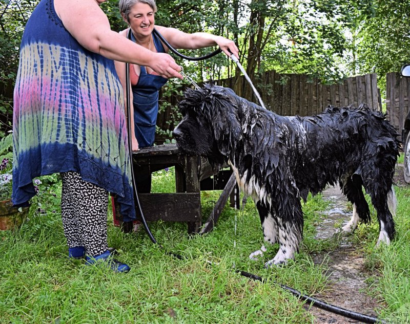Фото: ньюфаундленд Акватория Келвин Домино (Aquatoriya Kelvin Domino), Наталья Малинина, Ольга Браславская