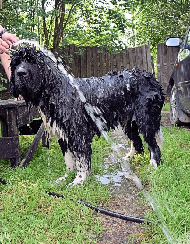 Фото: ньюфаундленд Акватория Келвин Домино (Aquatoriya Kelvin Domino)