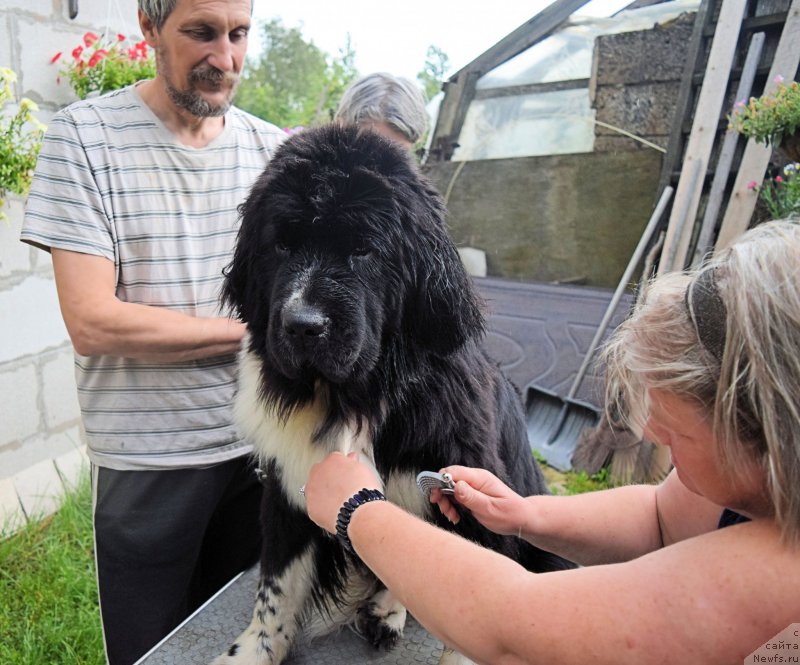 Фото: Витя, ньюфаундленд Акватория Келвин Домино (Aquatoriya Kelvin Domino), Наталья Малинина