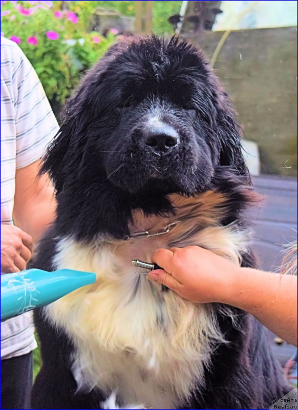 Фото: ньюфаундленд Акватория Келвин Домино (Aquatoriya Kelvin Domino)