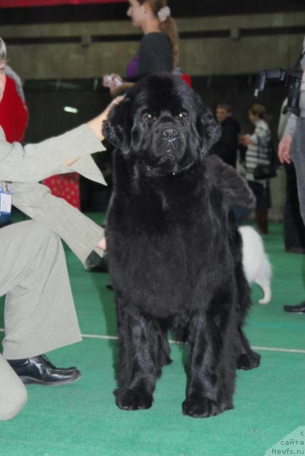 Фото: ньюфаундленд Джентли Бон из Медвежьего Яра
