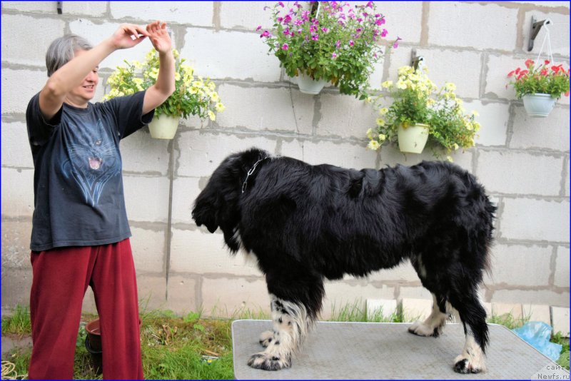 Фото: Ольга Браславская, ньюфаундленд Акватория Келвин Домино (Aquatoriya Kelvin Domino)