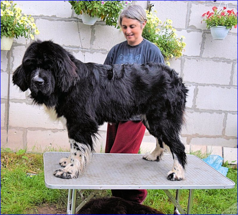 Фото: ньюфаундленд Акватория Келвин Домино (Aquatoriya Kelvin Domino), Ольга Браславская