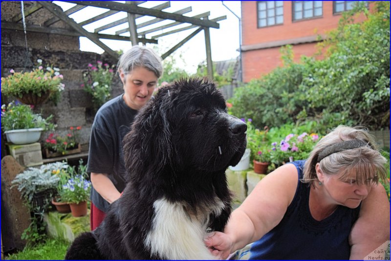 Фото: ньюфаундленд Акватория Келвин Домино (Aquatoriya Kelvin Domino), Ольга Браславская, Наталья Малинина
