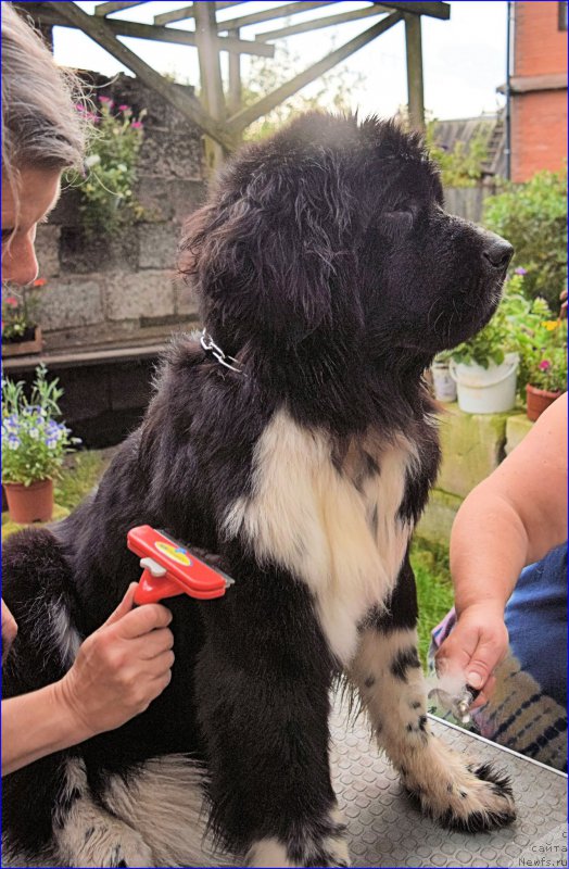 Фото: ньюфаундленд Акватория Келвин Домино (Aquatoriya Kelvin Domino)