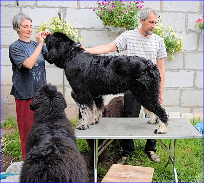 Фото: ньюфаундленд Акватория Келвин Домино (Aquatoriya Kelvin Domino), Ольга Браславская, ВИТЯ