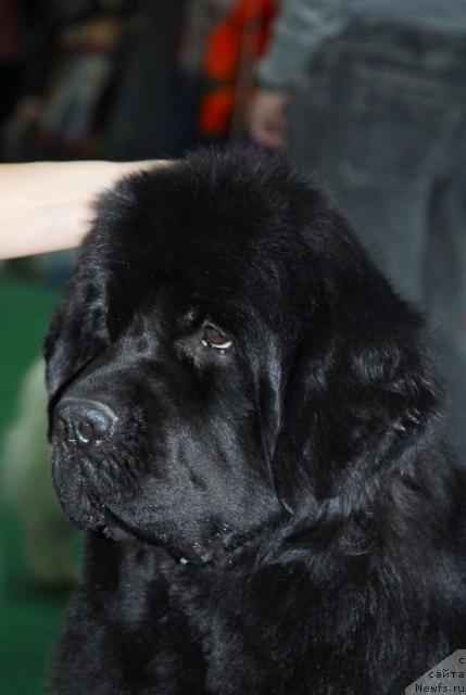 Фото: ньюфаундленд Джентли Бон из Медвежьего Яра