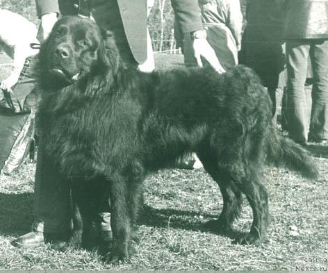 Фото: ньюфаундленд Дункан Тай