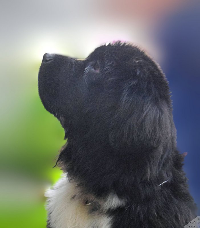 Фото: ньюфаундленд Акватория Келвин Домино (Aquatoriya Kelvin Domino)