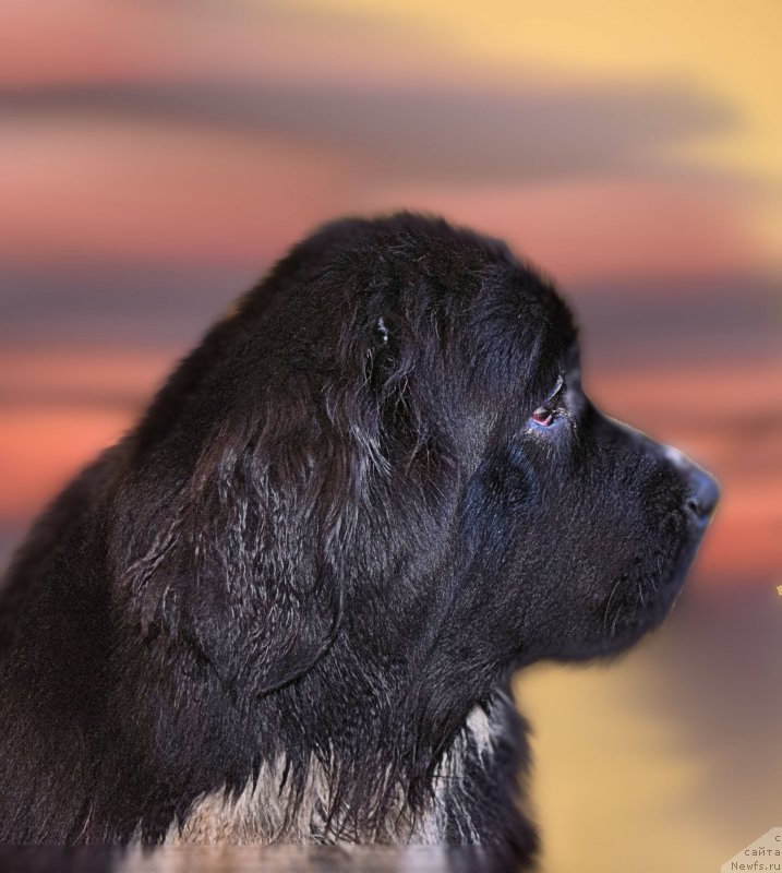 Фото: ньюфаундленд Акватория Келвин Домино (Aquatoriya Kelvin Domino)