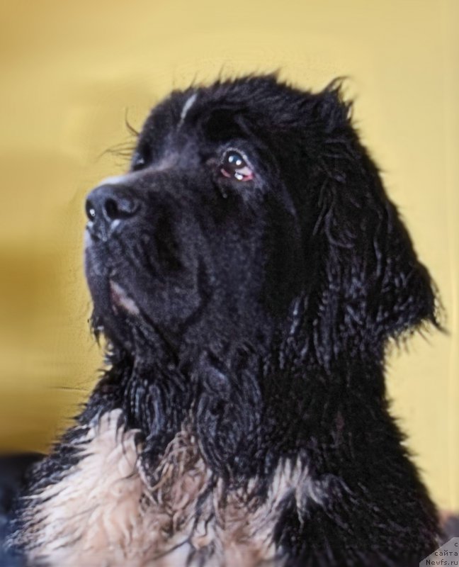 Фото: ньюфаундленд Акватория Келвин Домино (Aquatoriya Kelvin Domino)