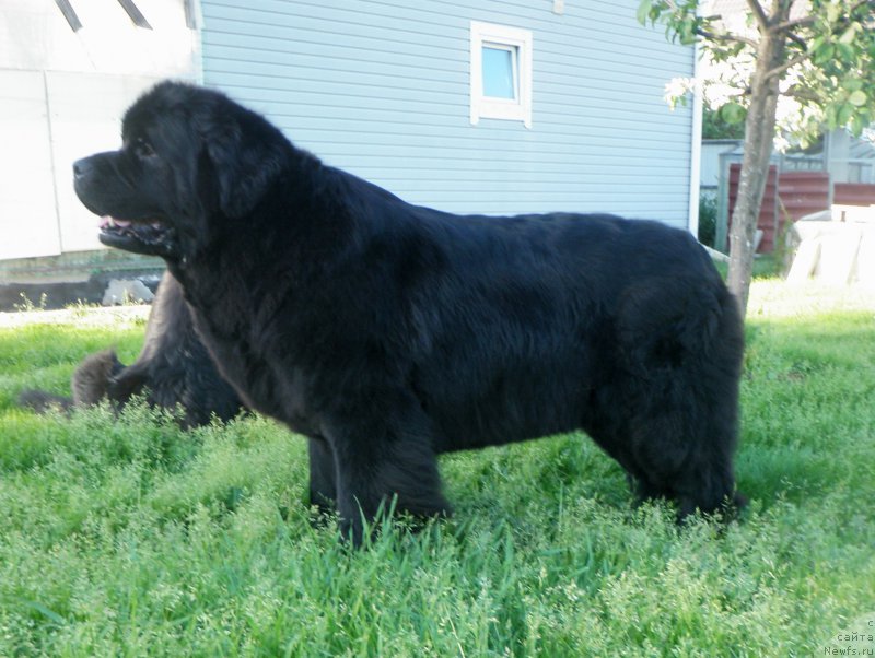 Фото: ньюфаундленд Целого Мира Мало из Аркаима (Tselogo Mira Malo iz Arkaima)