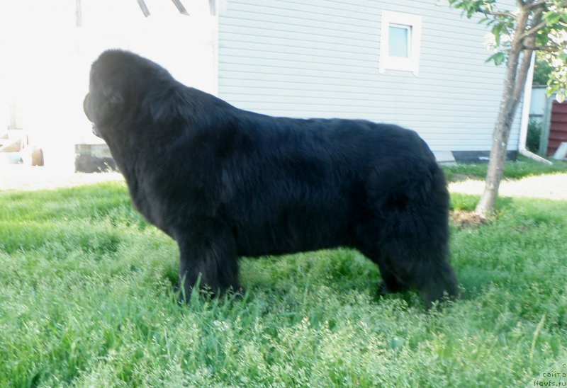 Фото: ньюфаундленд Целого Мира Мало из Аркаима (Tselogo Mira Malo iz Arkaima)