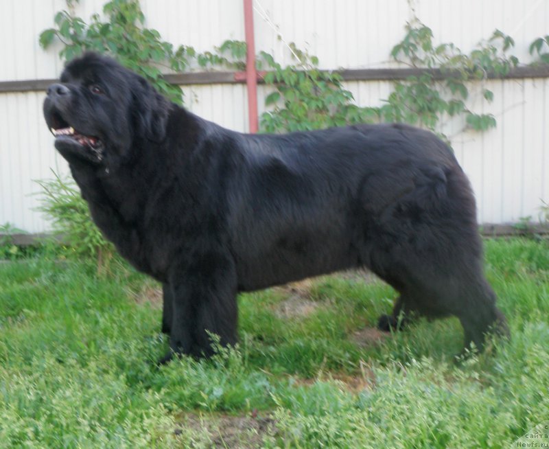 Фото: ньюфаундленд Целого Мира Мало из Аркаима (Tselogo Mira Malo iz Arkaima)