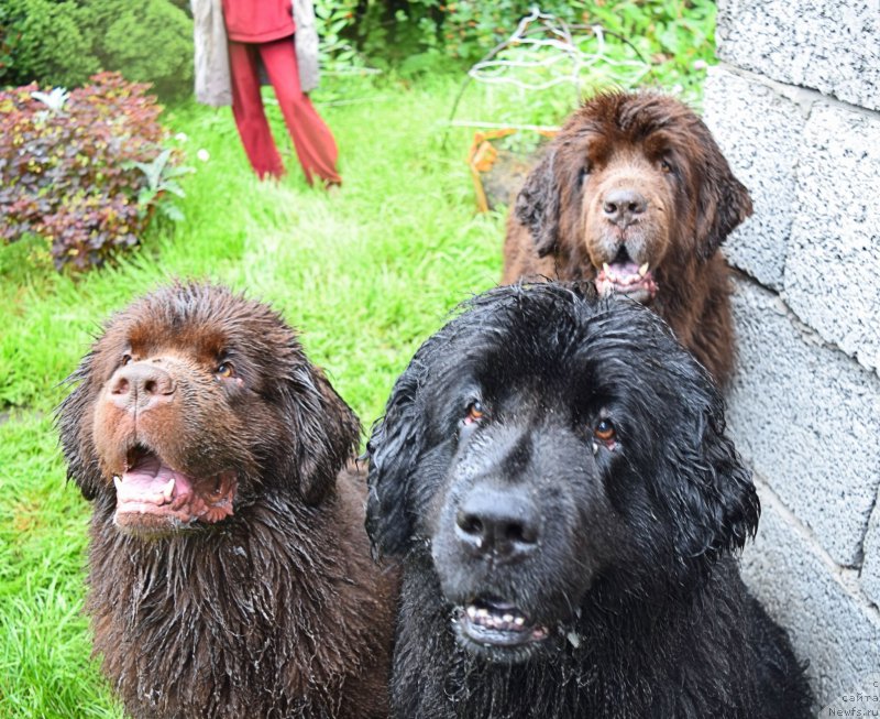 Фотография № 212629