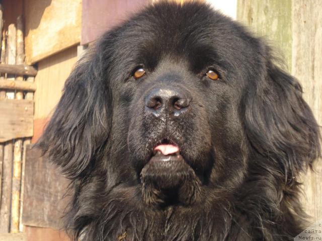 Фото: ньюфаундленд Маг Исполин Борислава для Ольги