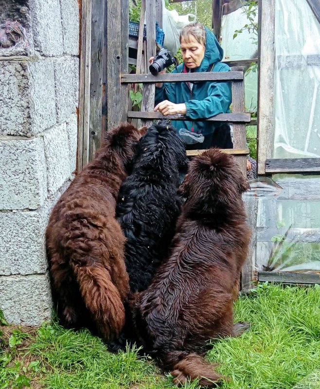 Фото: ньюфаундленд Фанньюф Госпожа Удача (Funnewf Gospozha Udacha), ньюфаундленд Фанньюф Улетная Девчонка (Funnewf Uletnaya Devchenka), ньюфаундленд Фанньюф Желанная Мадмуазель Шанте Блюз, Ольга Есина